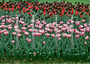 Picture of Tulipa x 'Mariette'