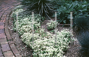 Picture of Sedum ternatum 'Shale Barrnes'