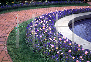 Picture of Tulipa bakeri 'Lilac Wonder'