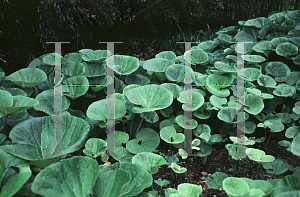 Picture of Petasites japonicus var. giganteus 