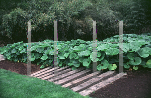 Picture of Petasites japonicus var. giganteus 