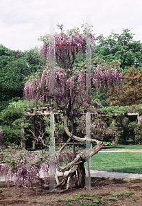 Picture of Wisteria floribunda 