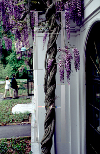 Picture of Wisteria floribunda 