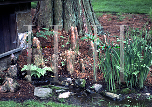 Picture of Taxodium distichum 