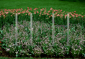 Picture of Myosotis scorpioides 'Pink'