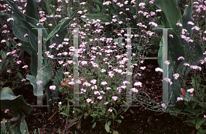 Picture of Myosotis scorpioides 'Pink'