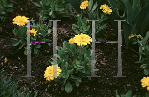 Picture of Calendula officinalis 'Bon Bon Yellow'