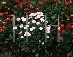 Picture of Bellis perennis 'Bright Carpet Mix'