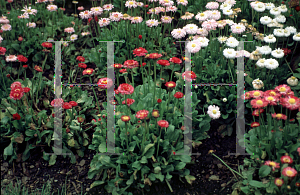 Picture of Bellis perennis 'Bright Carpet Mix'