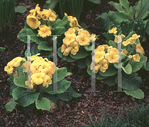 Picture of Primula x polyantha 'Pacific Giants'