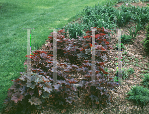 Picture of Heuchera micrantha 'Palace Purple'