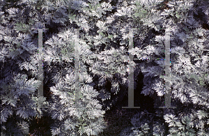 Picture of Artemisia arborescens 'Powis Castle'