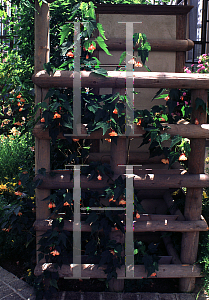 Picture of Abutilon megapotamicum 