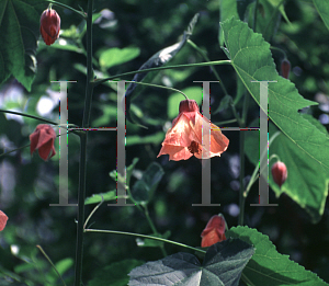 Picture of Abutilon megapotamicum 