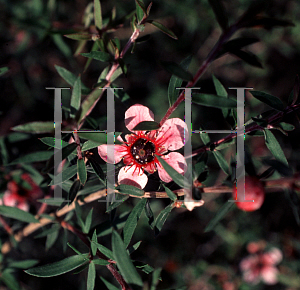 Picture of Leptospermum scoparium 'Helen Strybing'