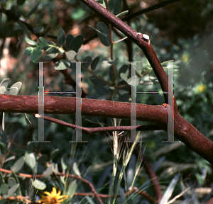 Picture of Arctostaphylos stanfordiana ssp. bakeri 