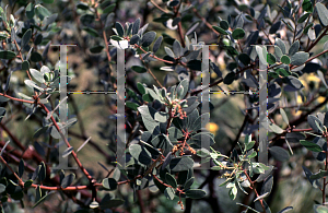 Picture of Arctostaphylos stanfordiana ssp. bakeri 