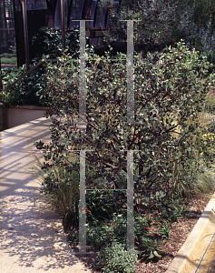 Picture of Arctostaphylos stanfordiana ssp. bakeri 