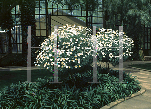 Picture of Argyranthemum frutescens 