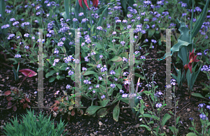 Picture of Myosotis sylvatica 'Early Bird Blue'