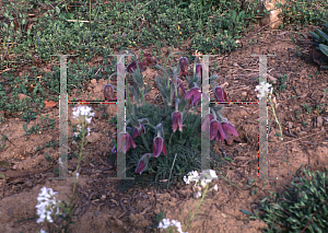 Picture of Pulsatilla vulgaris 