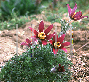 Picture of Pulsatilla vulgaris 