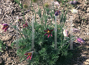 Picture of Pulsatilla vulgaris 