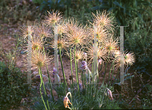 Picture of Pulsatilla vulgaris 