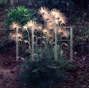 Picture of Pulsatilla vulgaris 