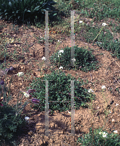 Picture of Arabis sturii 'Skyrocket'