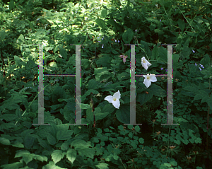 Picture of Trillium grandiflorum 