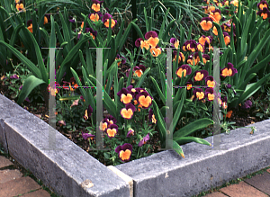 Picture of Viola x wittrockiana 'Jolly Joker'