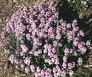 Picture of Thymus praecox 'Porlock'