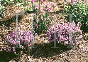 Picture of Thymus praecox 'Porlock'