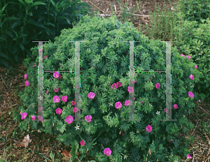 Picture of Geranium sanguineum 