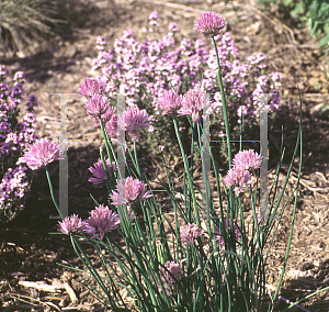 Picture of Allium schoenoprasum 