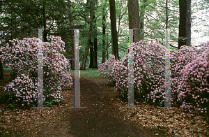 Picture of Rhododendron (subgenus Azalea) 'Windbeam'