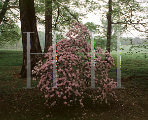 Picture of Rhododendron (subgenus Azalea) 'Windbeam'