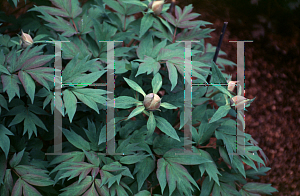 Picture of Paeonia suffruticosa 'Hephestos'