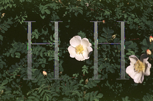 Picture of Rosa rugosa 'Alba'