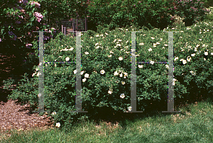 Picture of Rosa rugosa 'Alba'