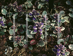 Picture of Ajuga reptans 'Burgundy Glow'