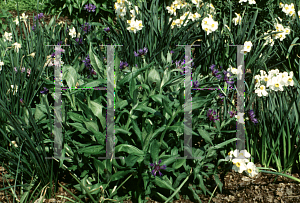 Picture of Centaurea montana 