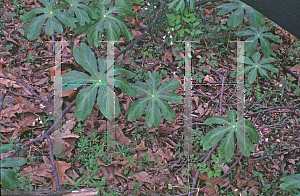 Picture of Podophyllum peltatum 