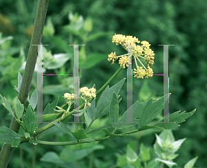 Picture of Levisticum officinale 