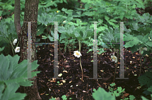 Picture of Podophyllum peltatum 