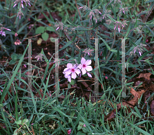 Picture of Phlox  'Chattahoochee'