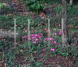 Picture of Phlox stolonifera 'Home Fires'