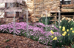 Picture of Phlox subulata 