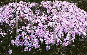 Picture of Phlox subulata 'Candy Stripes'